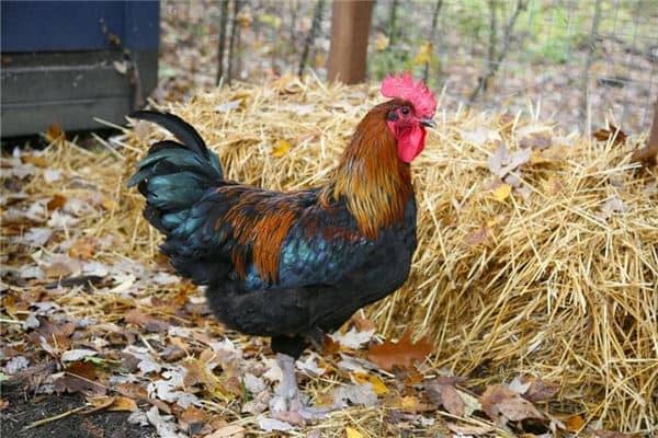 梦见鸡死了是什么意思