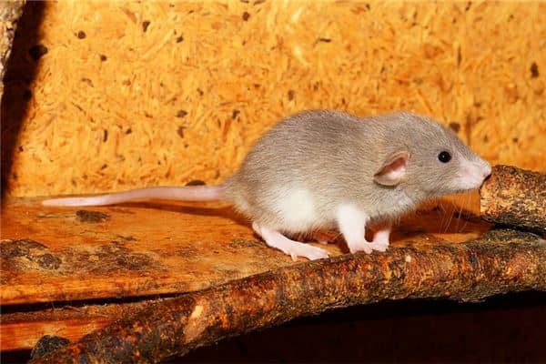 梦见很多老鼠到处跑是什么意思