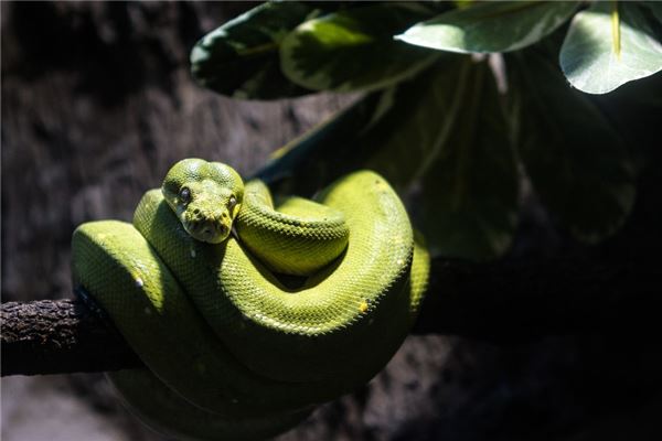 梦见蛇咬别人是什么意思