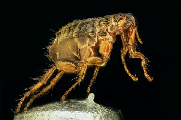 梦见跳蚤是什么意思