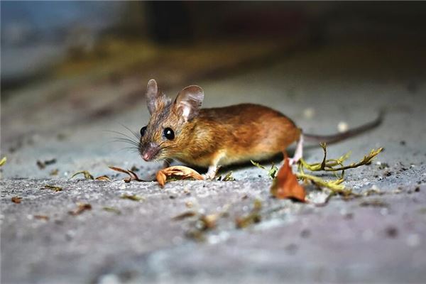 梦见老鼠屎是什么意思