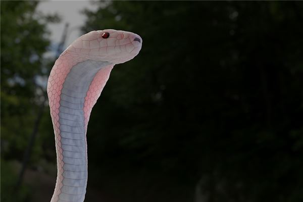 梦见蛇进洞是什么意思