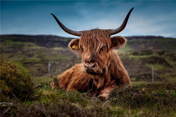 梦见死牛是什么意思