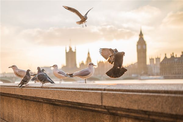 梦见屋内有鸟是什么意思
