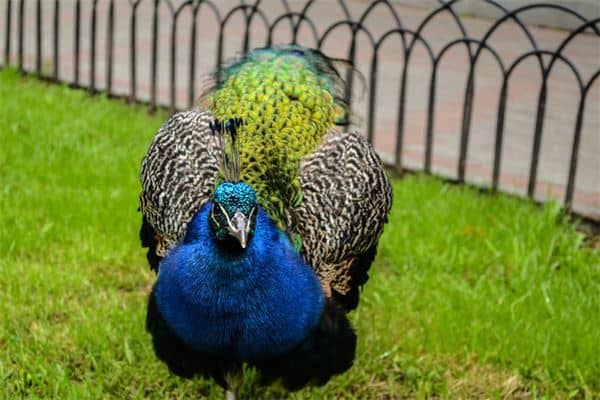 梦见孔雀是什么意思