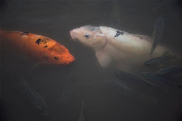 梦见大鲤鱼是什么意思