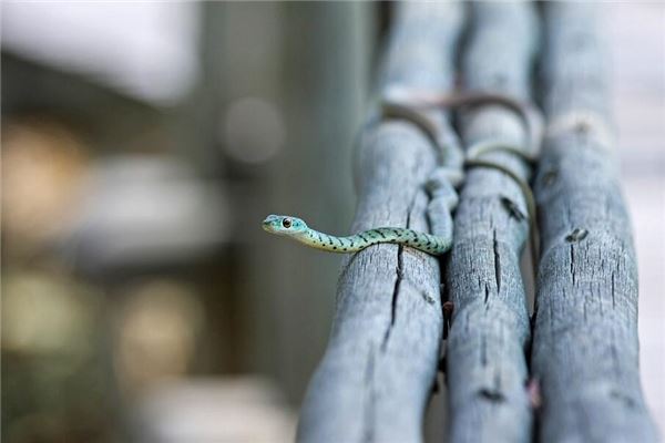 梦见小青蛇是什么意思