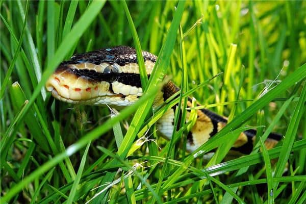 梦见好多蟒蛇是什么意思