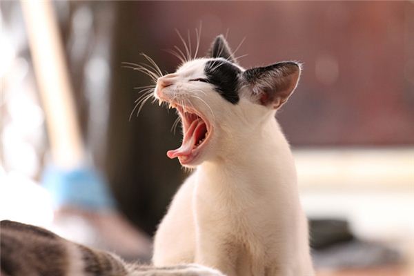 梦见被猫咬脚是什么意思