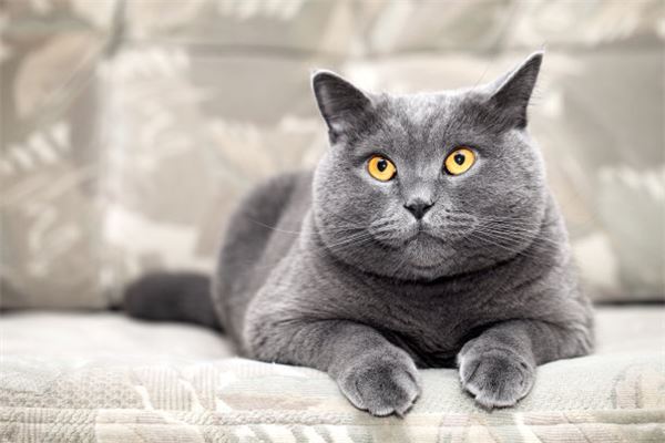 梦见和猫玩耍是什么意思