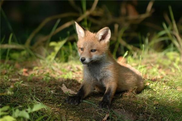 梦见小动物是什么意思