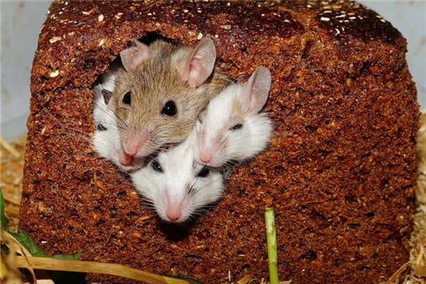 梦见小老鼠崽是什么意思