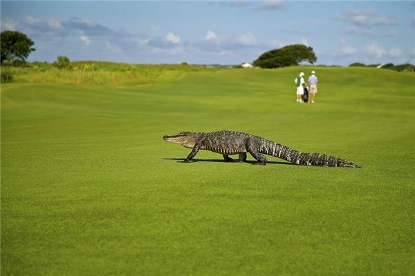 梦见鳄鱼吃人是什么意思