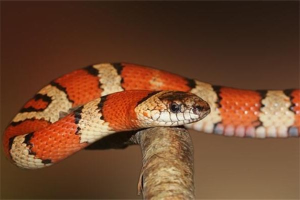 梦见五颜六色的蛇是什么意思