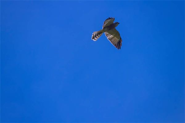 梦见鹰是什么意思