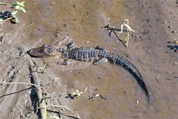 梦见鳄鱼追自己是什么意思