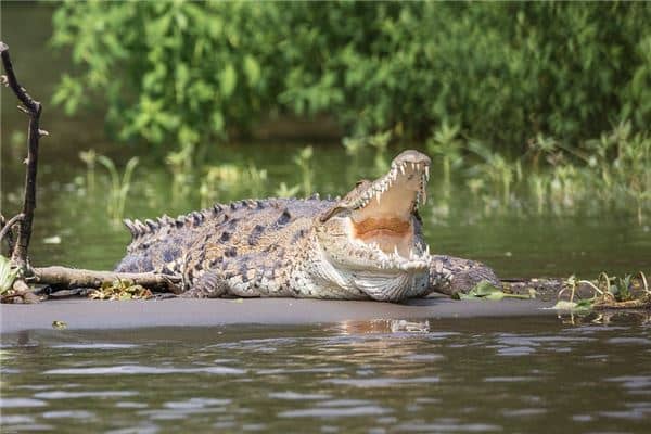 梦见大鳄鱼是什么意思