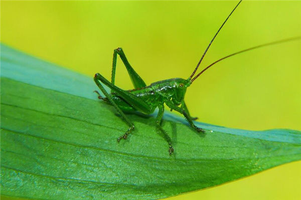梦见爬蚱是什么意思