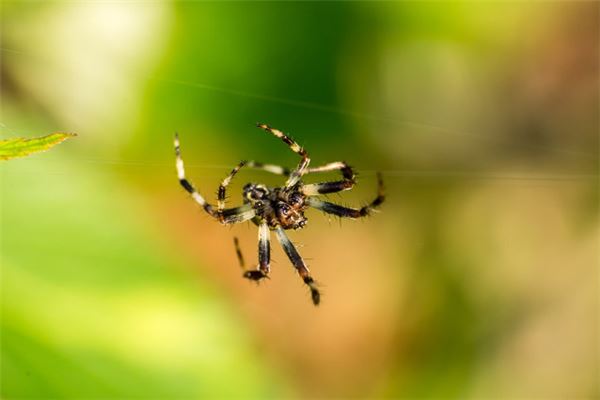梦见很多蜘蛛是什么意思