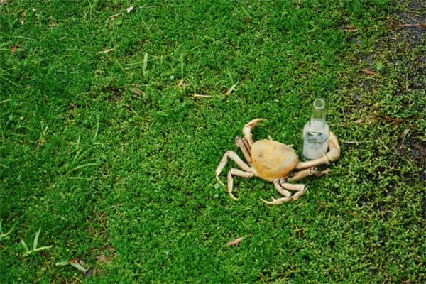 梦见螃蟹是什么意思