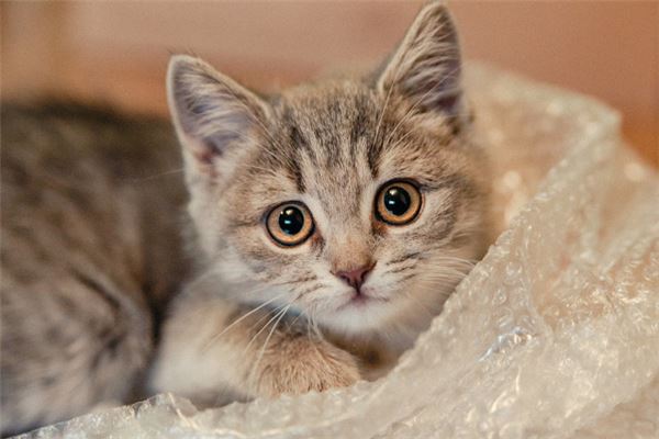 梦见小猫是什么意思