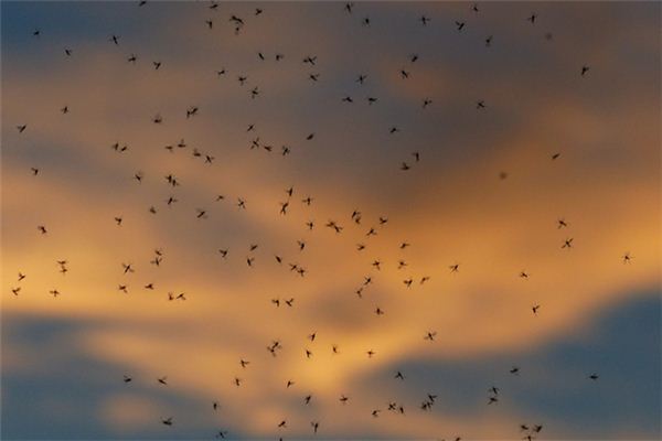 梦见好多小虫子是什么意思