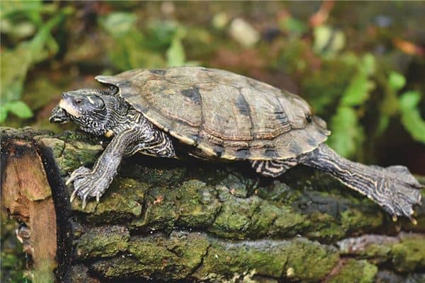 梦见被乌龟咬是什么意思