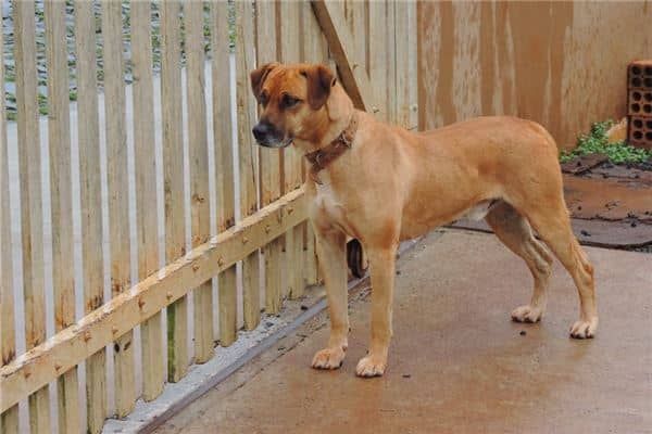 梦见大黄狗是什么意思