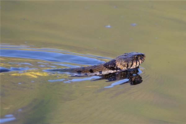 梦见被蛇咬腿是什么意思