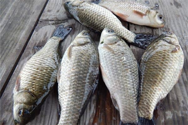 梦见鲫鱼是什么意思