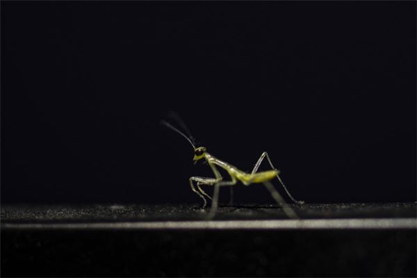 梦见螳螂是什么意思