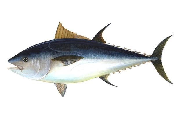 梦见大鱼是什么意思