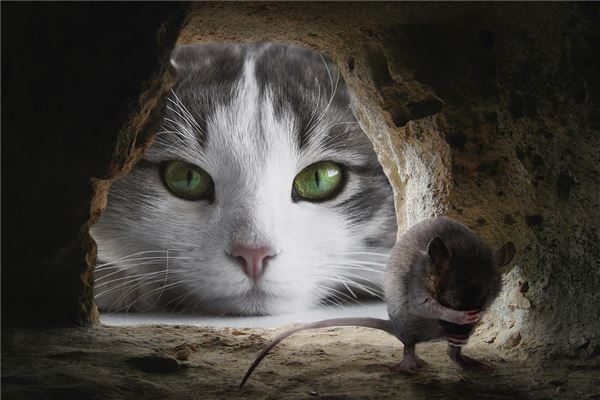 梦见猫抓老鼠是什么意思