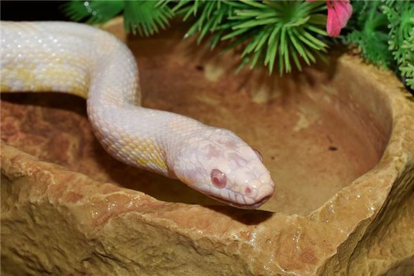 梦见大白蛇是什么意思