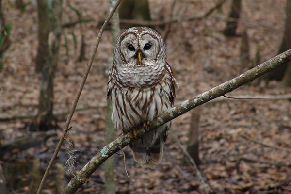 梦见猫头鹰是什么意思