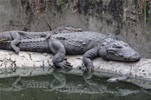 梦见巨大鳄鱼是什么意思
