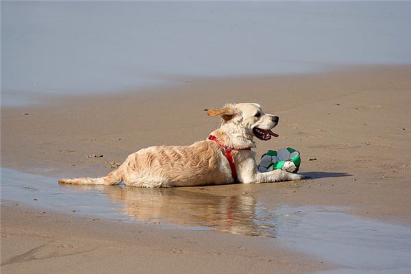 梦见蛇咬狗是什么意思