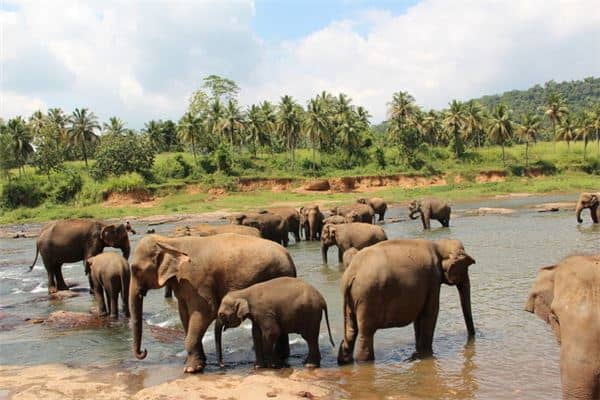 梦见大象是什么意思
