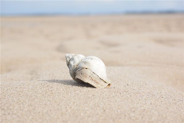 梦见螺蛳是什么意思