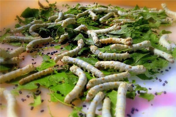 梦见女人白色虫子是什么意思