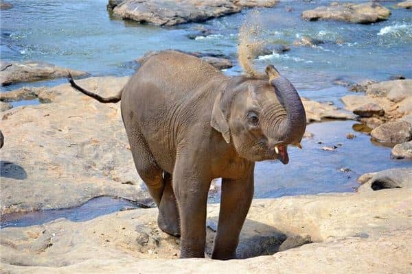 梦见小象是什么意思