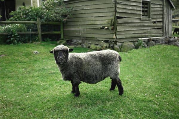 梦见黑山羊是什么意思