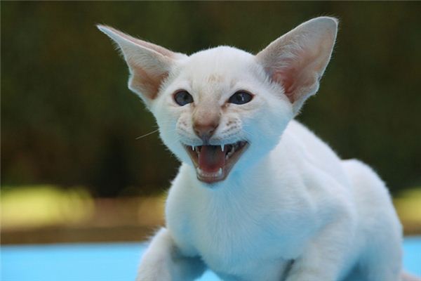 梦见被猫咬手不放是什么意思