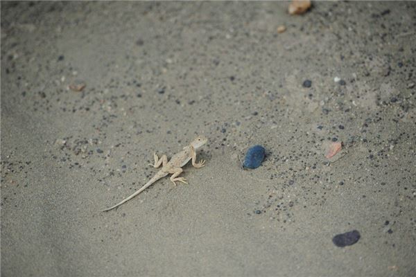 梦见壁虎是什么意思