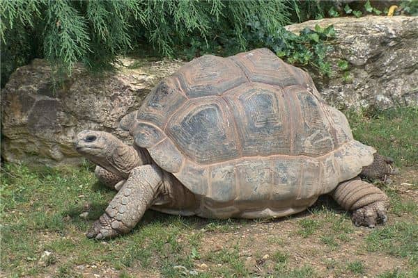 梦见大乌龟是什么意思