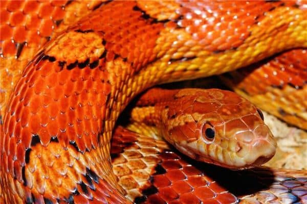 梦见莽蛇是什么意思