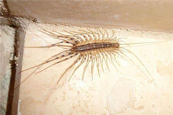 梦见蚰蜒是什么意思