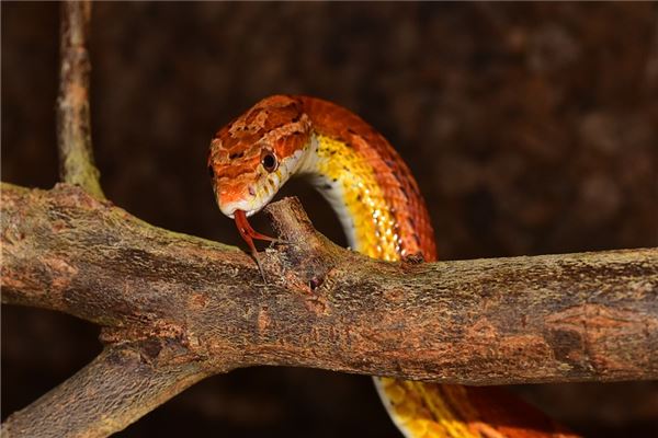 梦见七彩蛇是什么意思