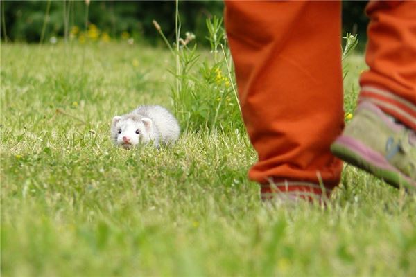 梦见打黄鼠狼是什么意思