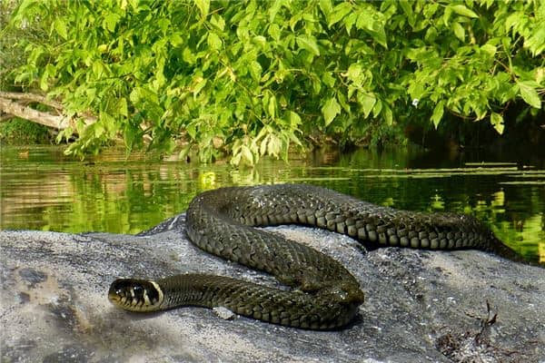 梦见做梦蛇咬手是什么意思